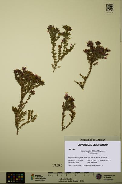Frankenia salina [Espécimen: ULS:ULS:0023191]