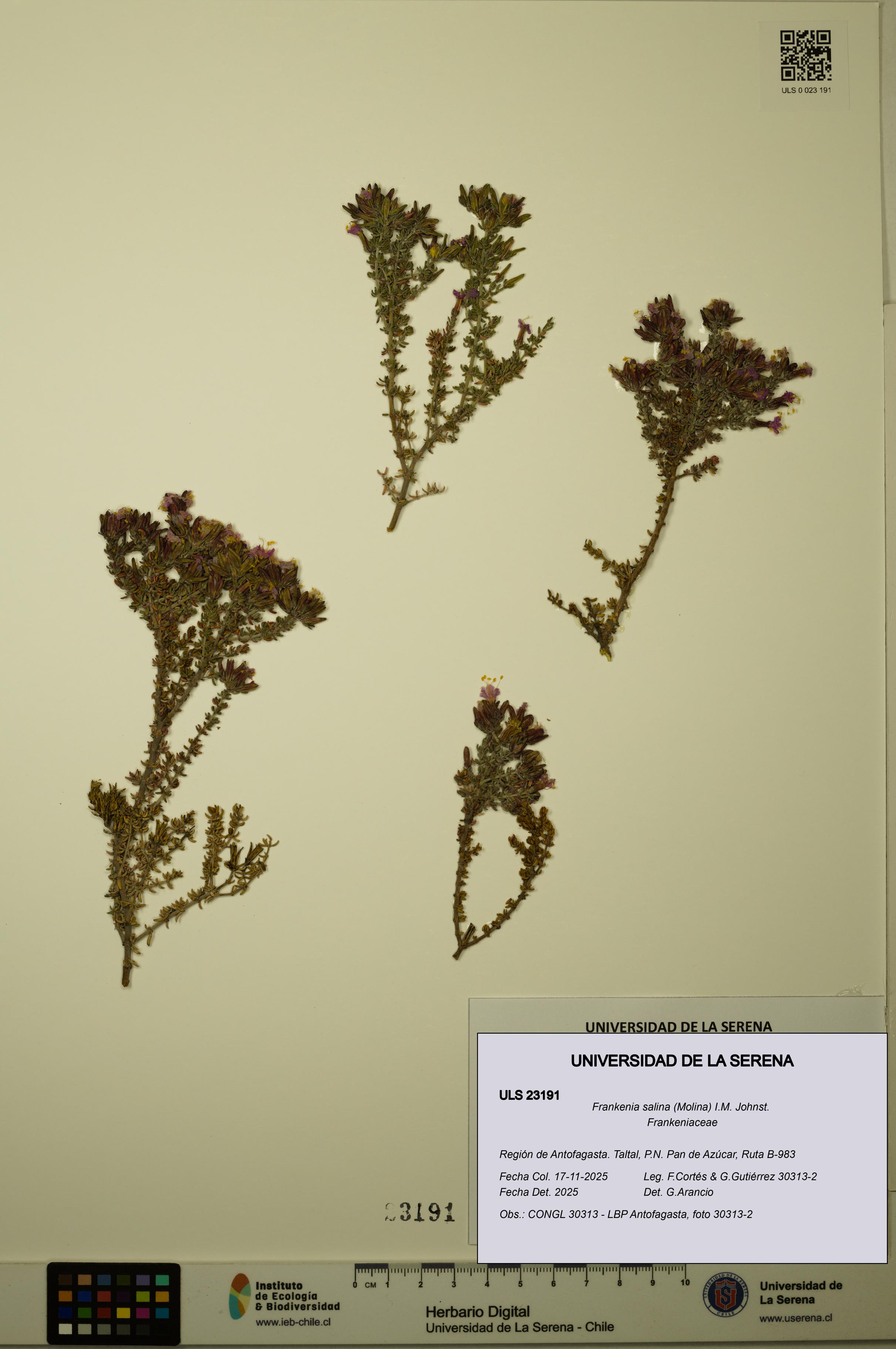 Frankenia salina [Espécimen: ULS:ULS:0023191]