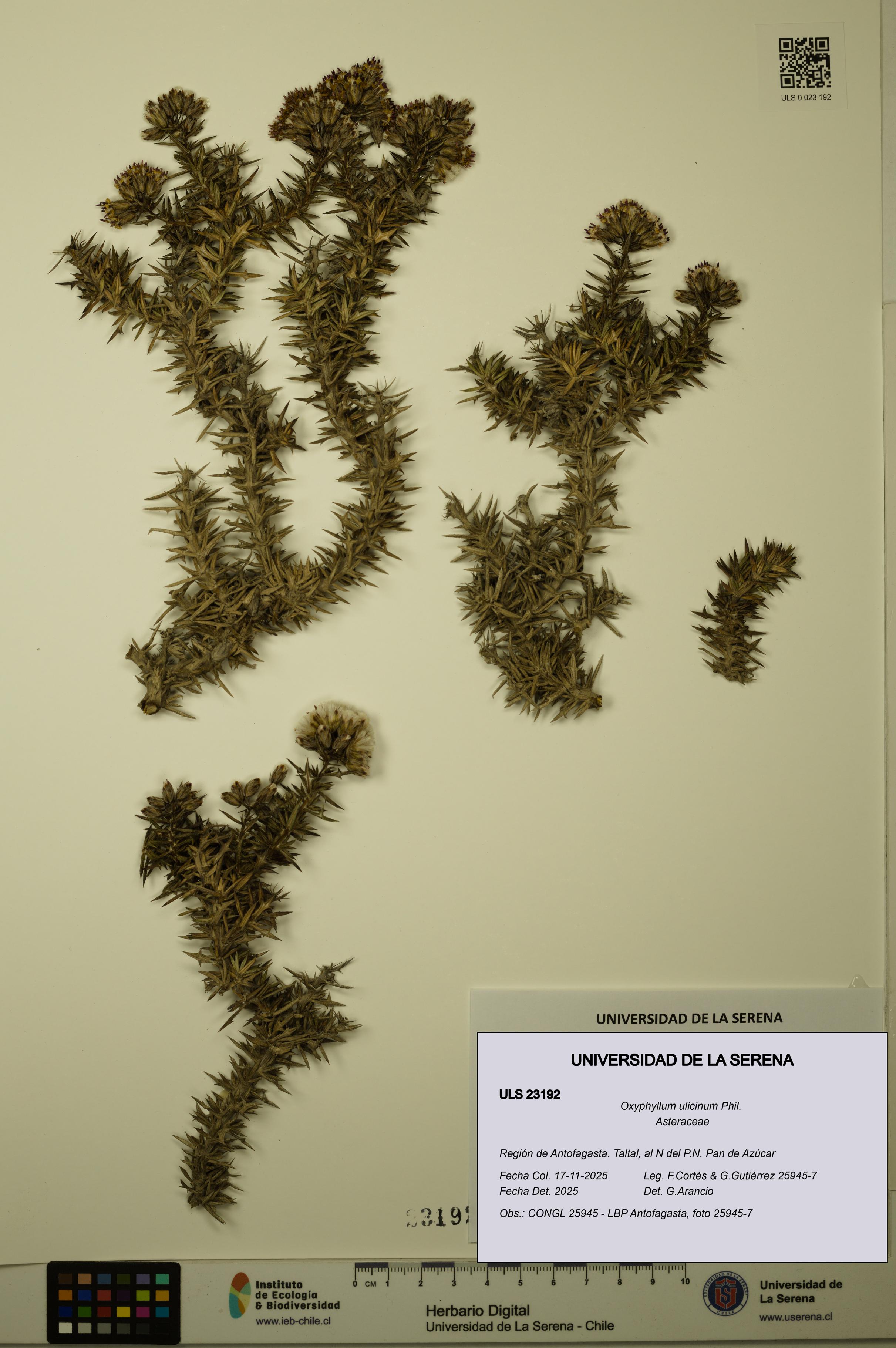 Oxyphyllum ulicinum [Espécimen: ]