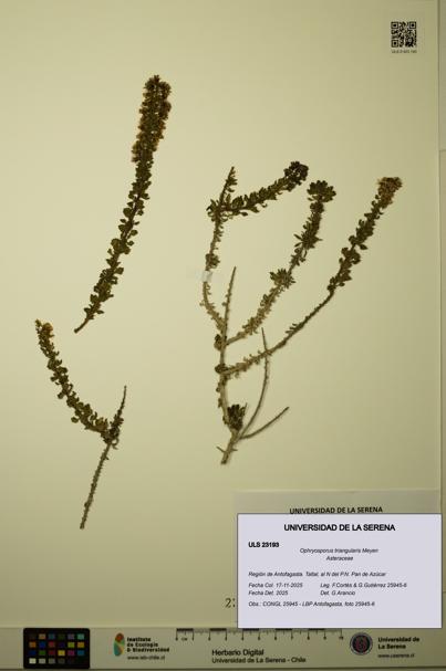 Ophryosporus triangularis [Espécimen: ULS:ULS:0023193]