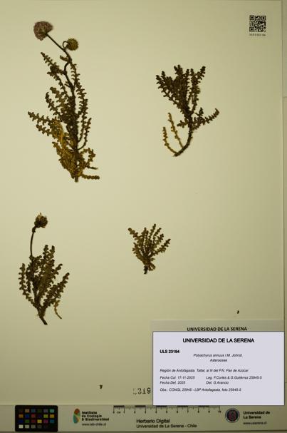 Polyachyrus annuus [Espécimen: ULS:ULS:0023194]