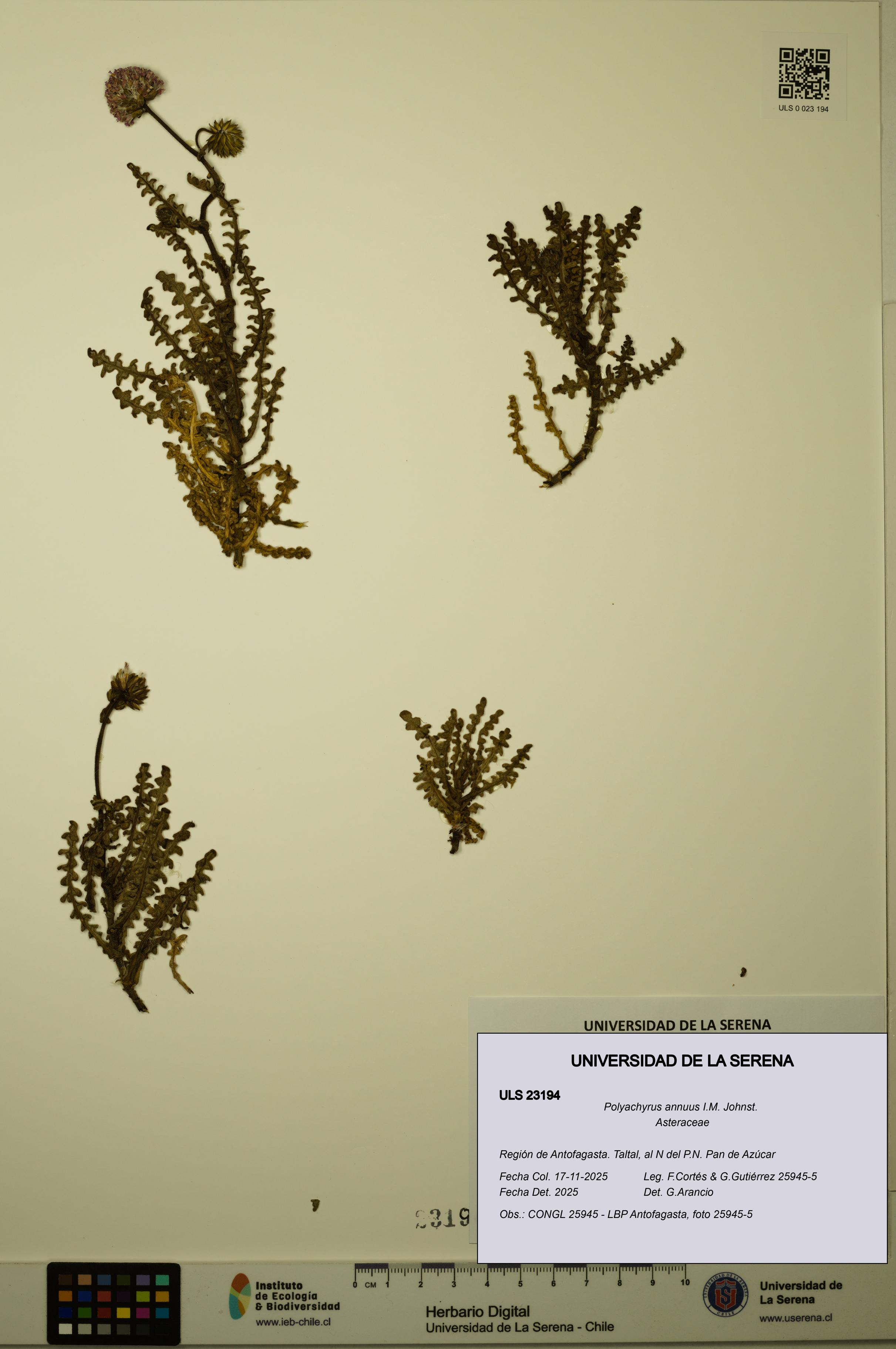 Polyachyrus annuus [Espécimen: ULS:ULS:0023194]