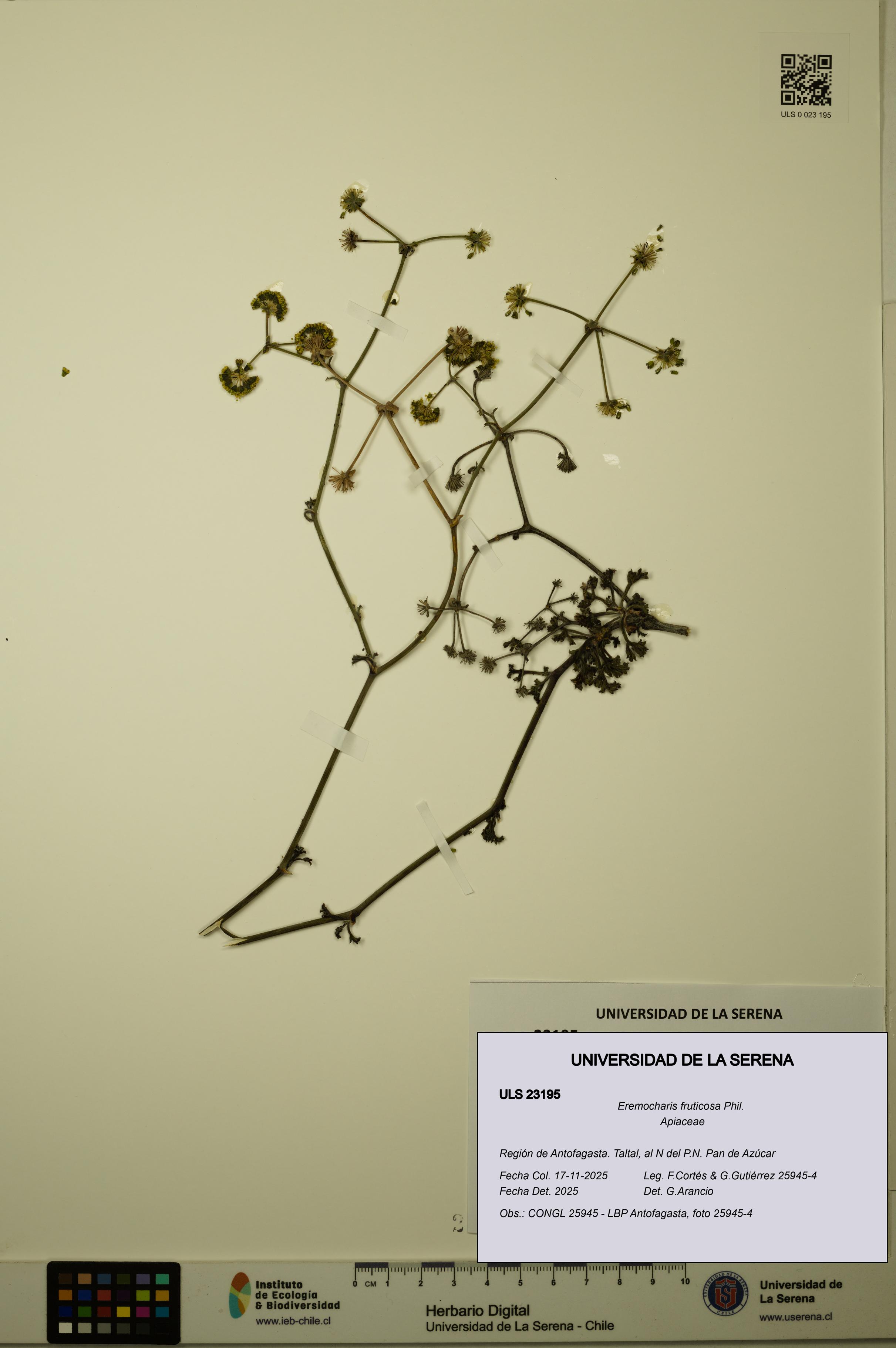 Eremocharis fruticosa [Espécimen: ULS:ULS:0023195]