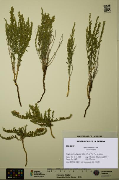 Cressa truxillensis [Espécimen: ULS:ULS:0023197]