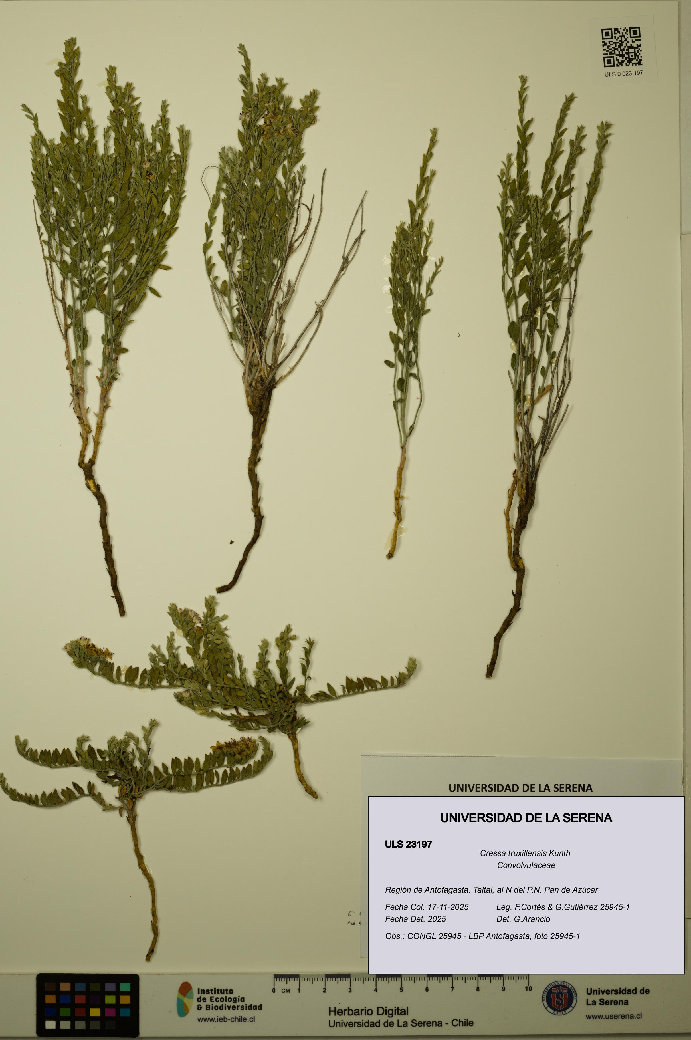 Cressa truxillensis [Espécimen: ULS:ULS:0023197]