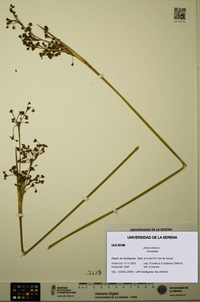 Juncus acutus [Espécimen: ULS:ULS:0023198]