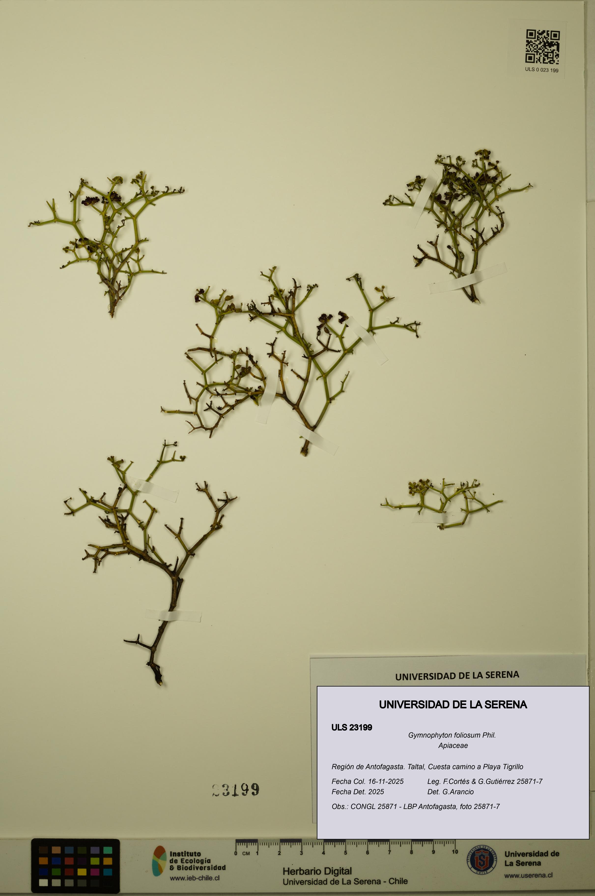 Gymnophyton foliosum [Espécimen: ULS:ULS:0023199]