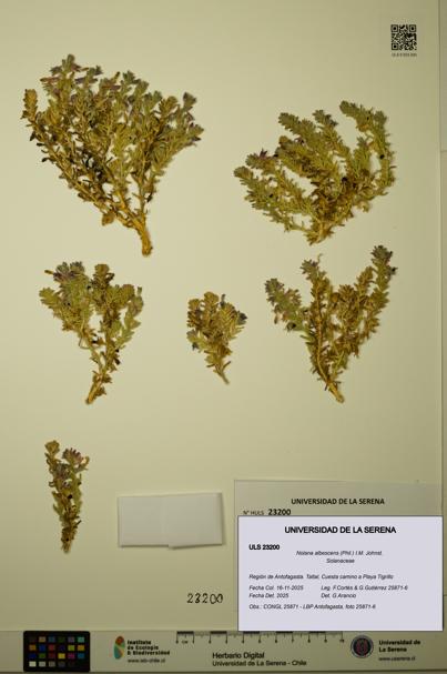 Nolana albescens [Espécimen: ULS:ULS:0023200]