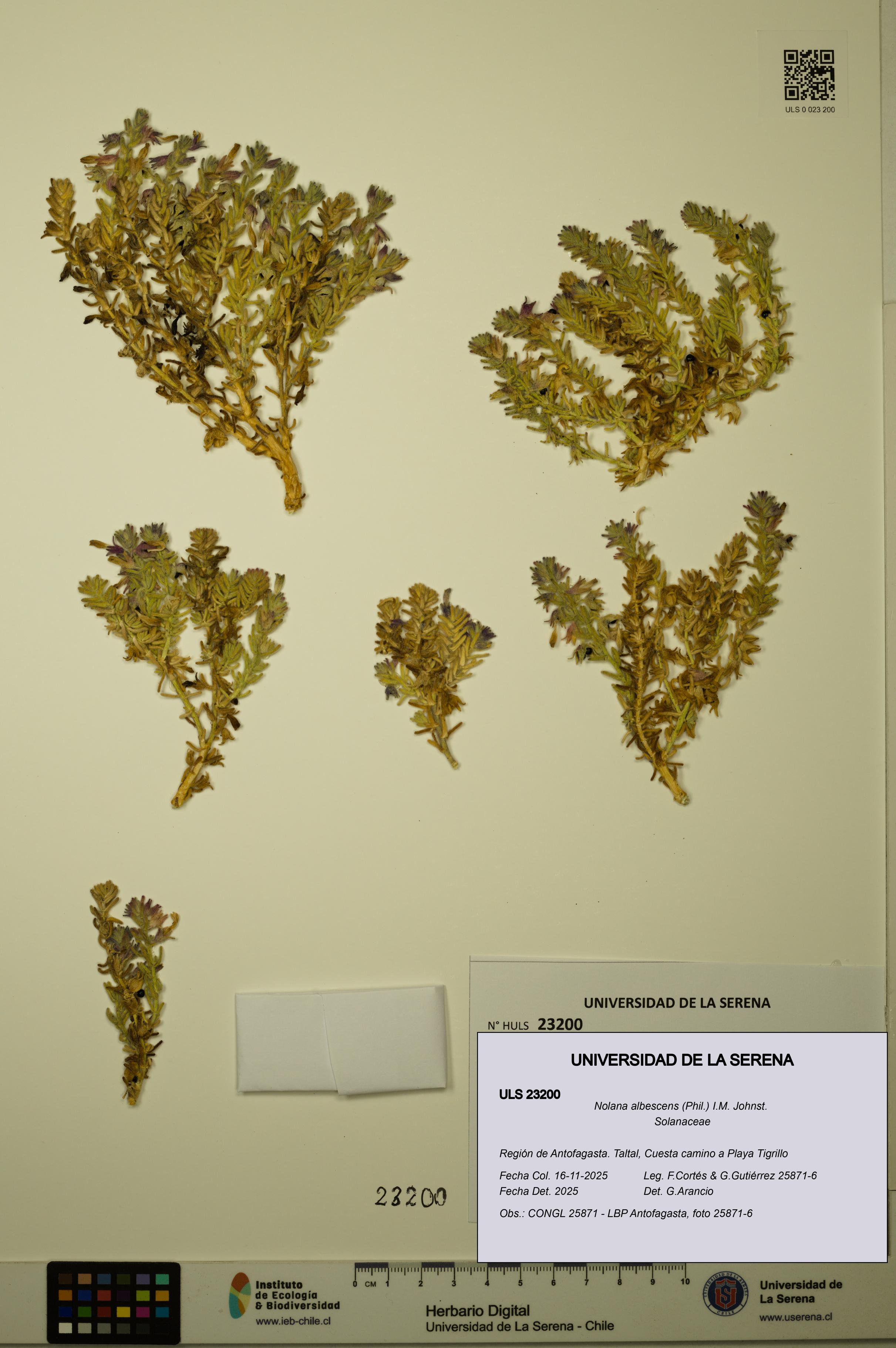 Nolana albescens [Espécimen: ULS:ULS:0023200]