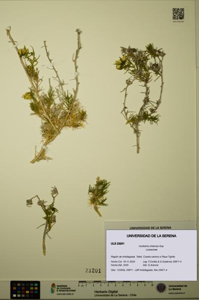 Huidobria chilensis [Espécimen: ULS:ULS:0023201]