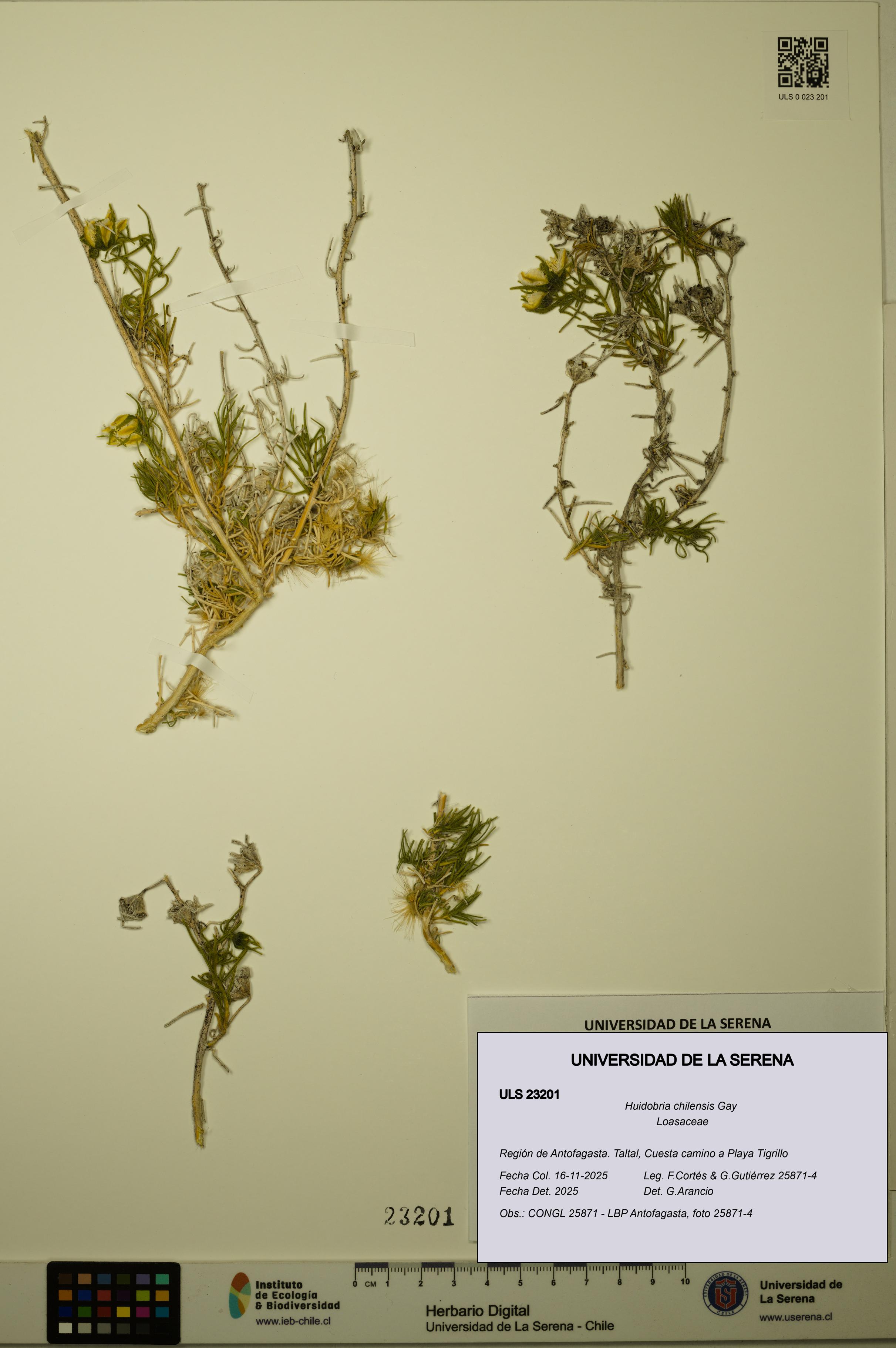 Huidobria chilensis [Espécimen: ULS:ULS:0023201]