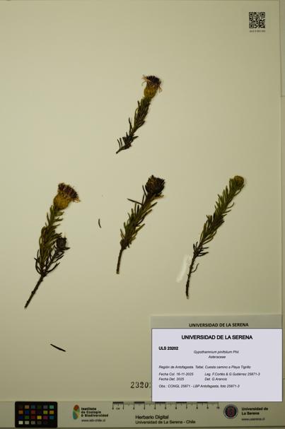 Gypothamnium pinifolium [Espécimen: ULS:ULS:0023202]