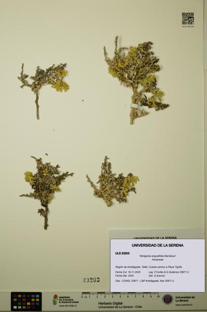 Tetragonia angustifolia [Espécimen: ULS:ULS:0023203]