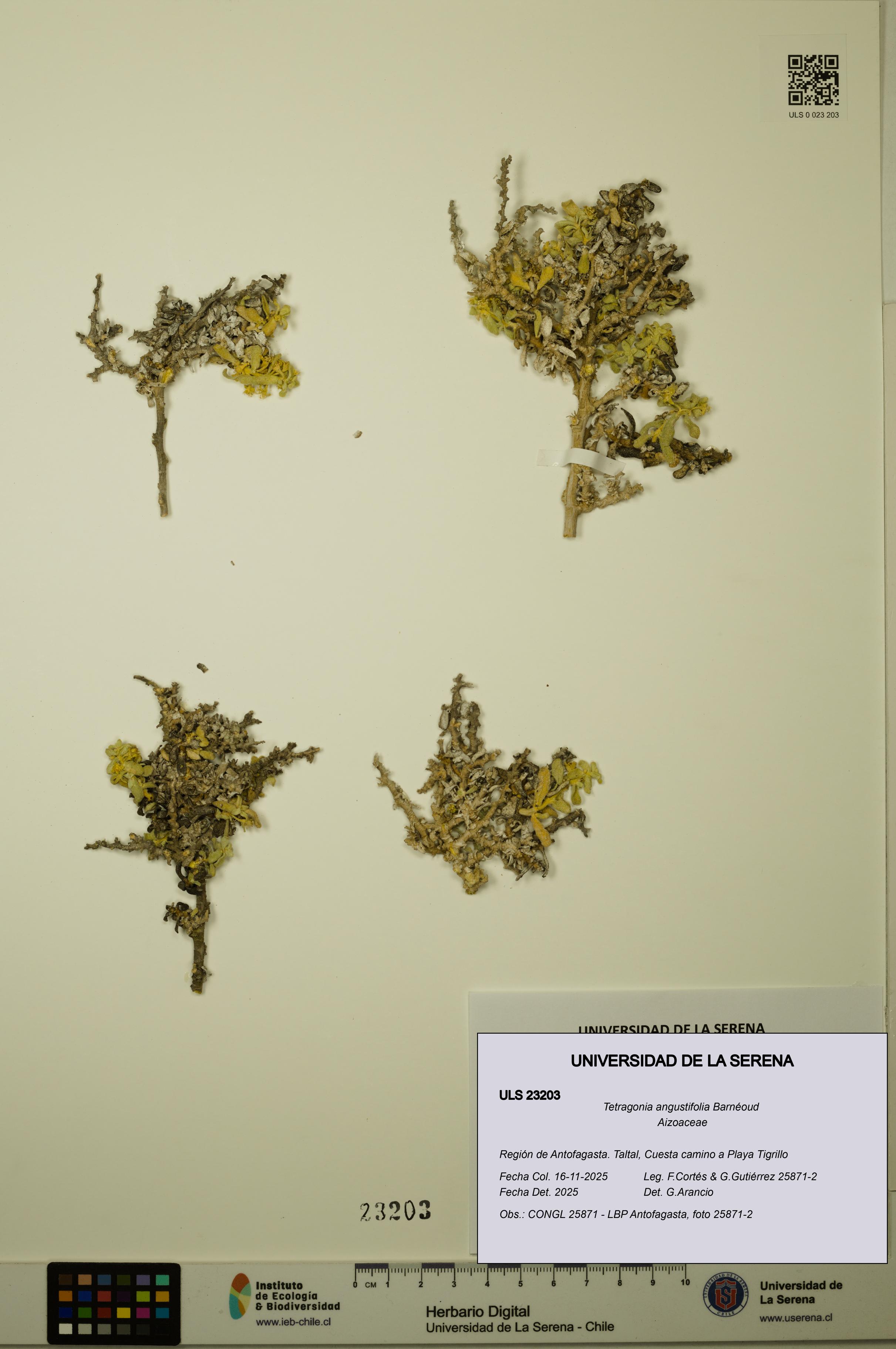 Tetragonia angustifolia [Espécimen: ULS:ULS:0023203]