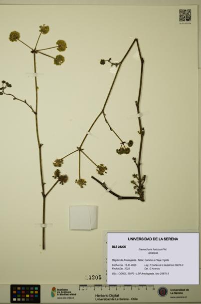 Eremocharis fruticosa [Espécimen: ULS:ULS:0023205]