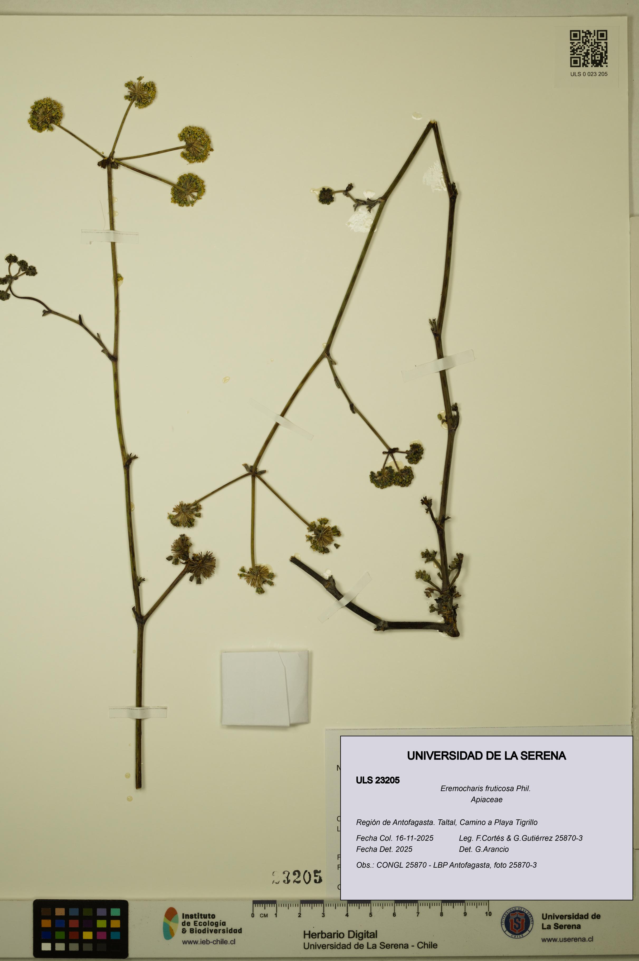 Eremocharis fruticosa [Espécimen: ULS:ULS:0023205]