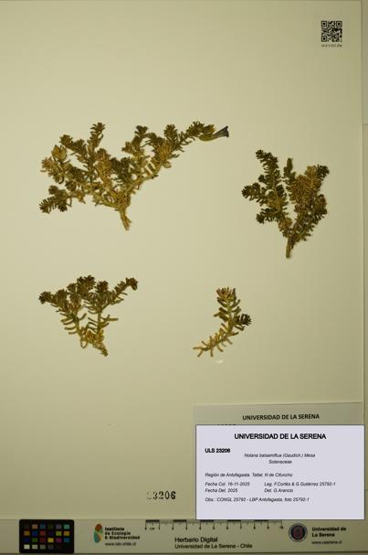 Nolana balsamiflua [Espécimen: ULS:ULS:0023206]