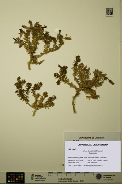 Nolana stenophylla [Espécimen: ULS:ULS:0023207]