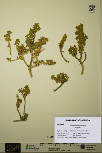 Tetragonia maritima [Espécimen: ULS:ULS:0023208]