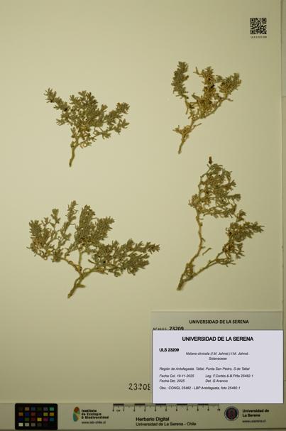 Nolana clivicola [Espécimen: ULS:ULS:0023209]