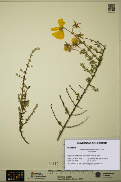 Balbisia peduncularis [Espécimen: ULS:ULS:0023210]