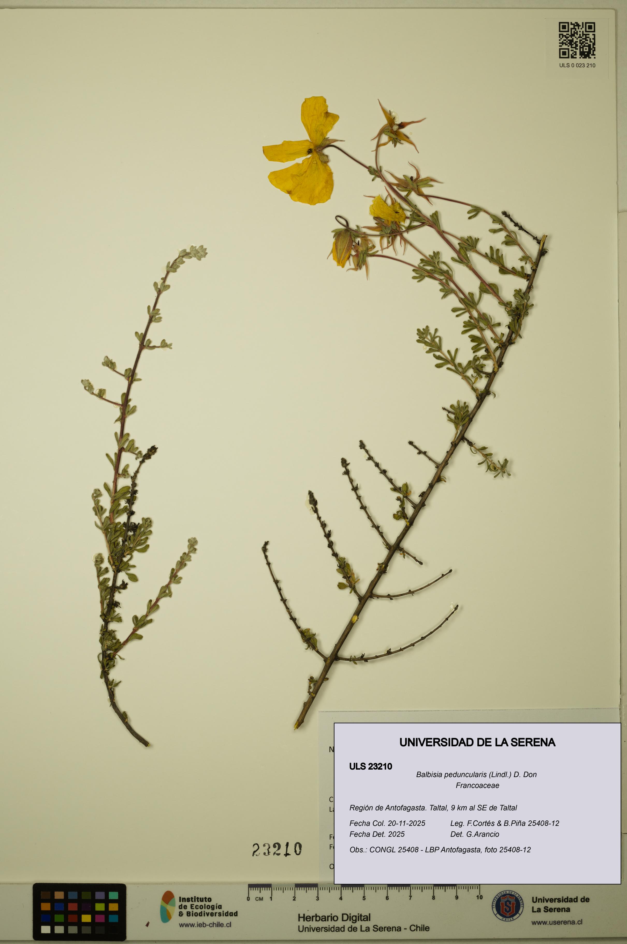 Balbisia peduncularis [Espécimen: ULS:ULS:0023210]