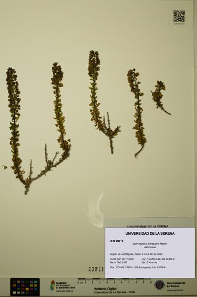 Ophryosporus triangularis [Espécimen: ULS:ULS:0023211]