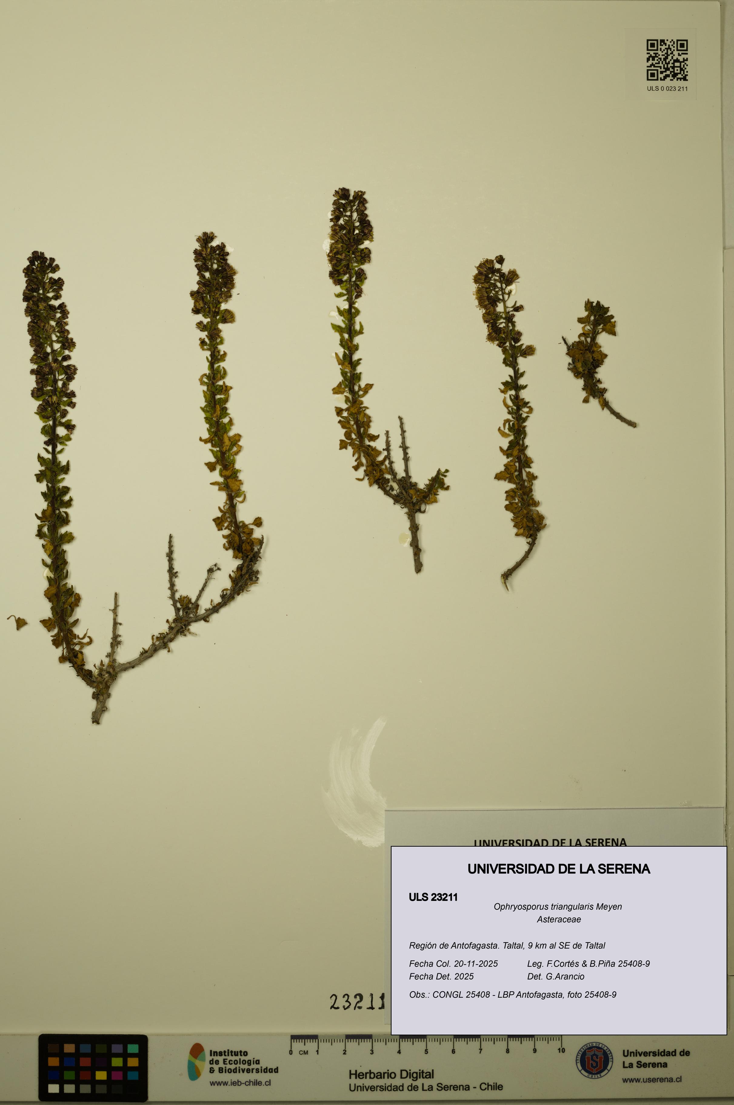 Ophryosporus triangularis [Espécimen: ULS:ULS:0023211]