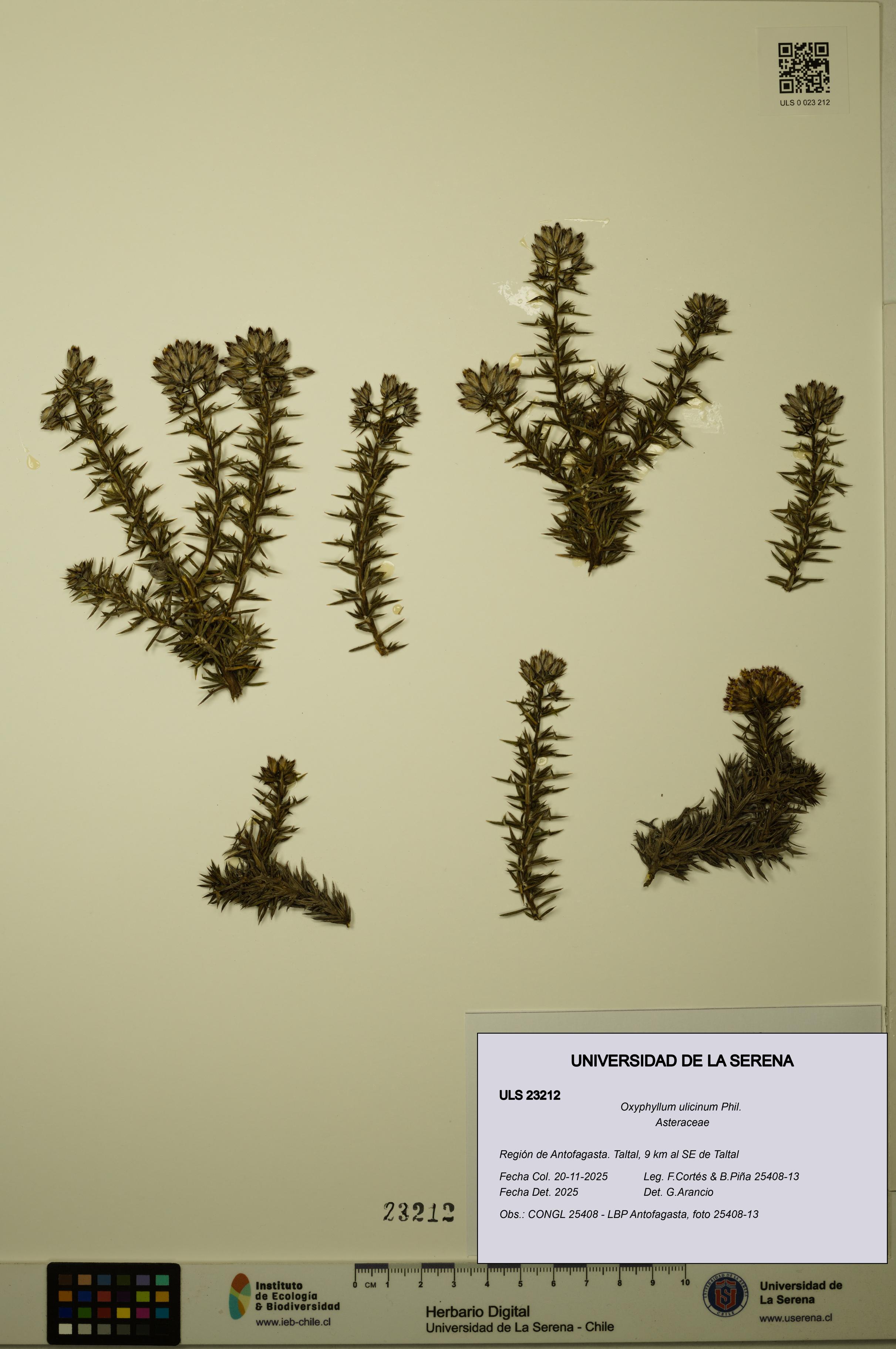 Oxyphyllum ulicinum [Espécimen: ]
