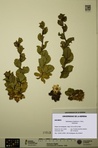 Haplopappus rengifoanus [Espécimen: ULS:ULS:0023213]