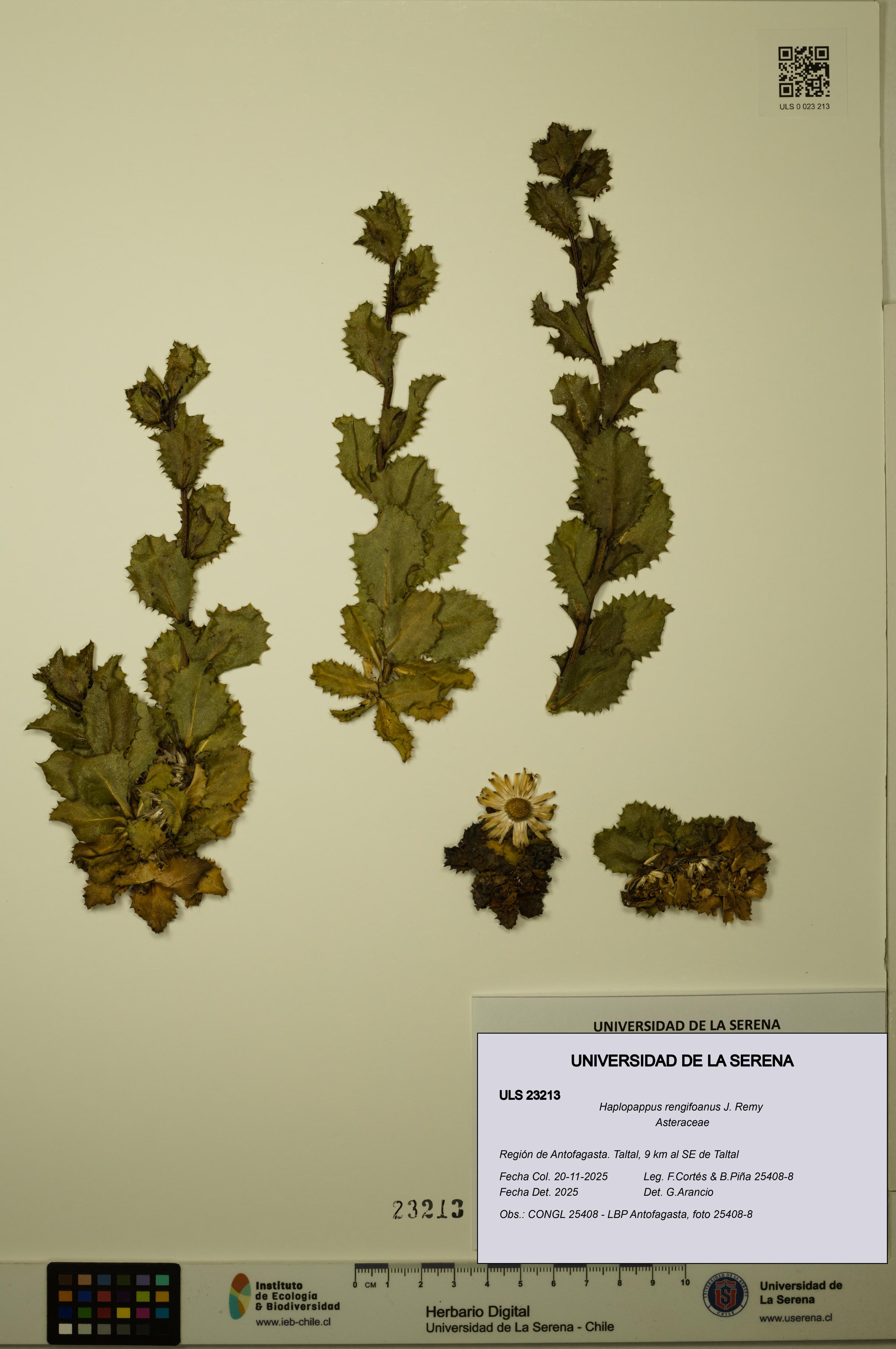 Haplopappus rengifoanus [Espécimen: ULS:ULS:0023213]