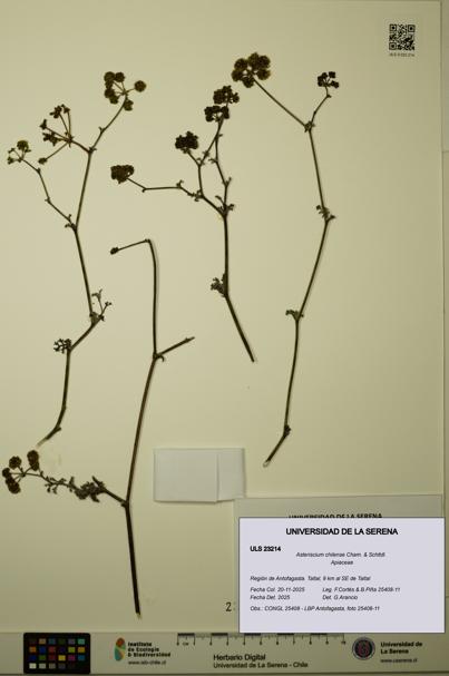 Asteriscium chilense [Espécimen: ULS:ULS:0023214]