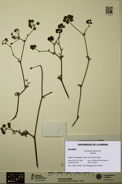Eremocharis fruticosa [Espécimen: ]