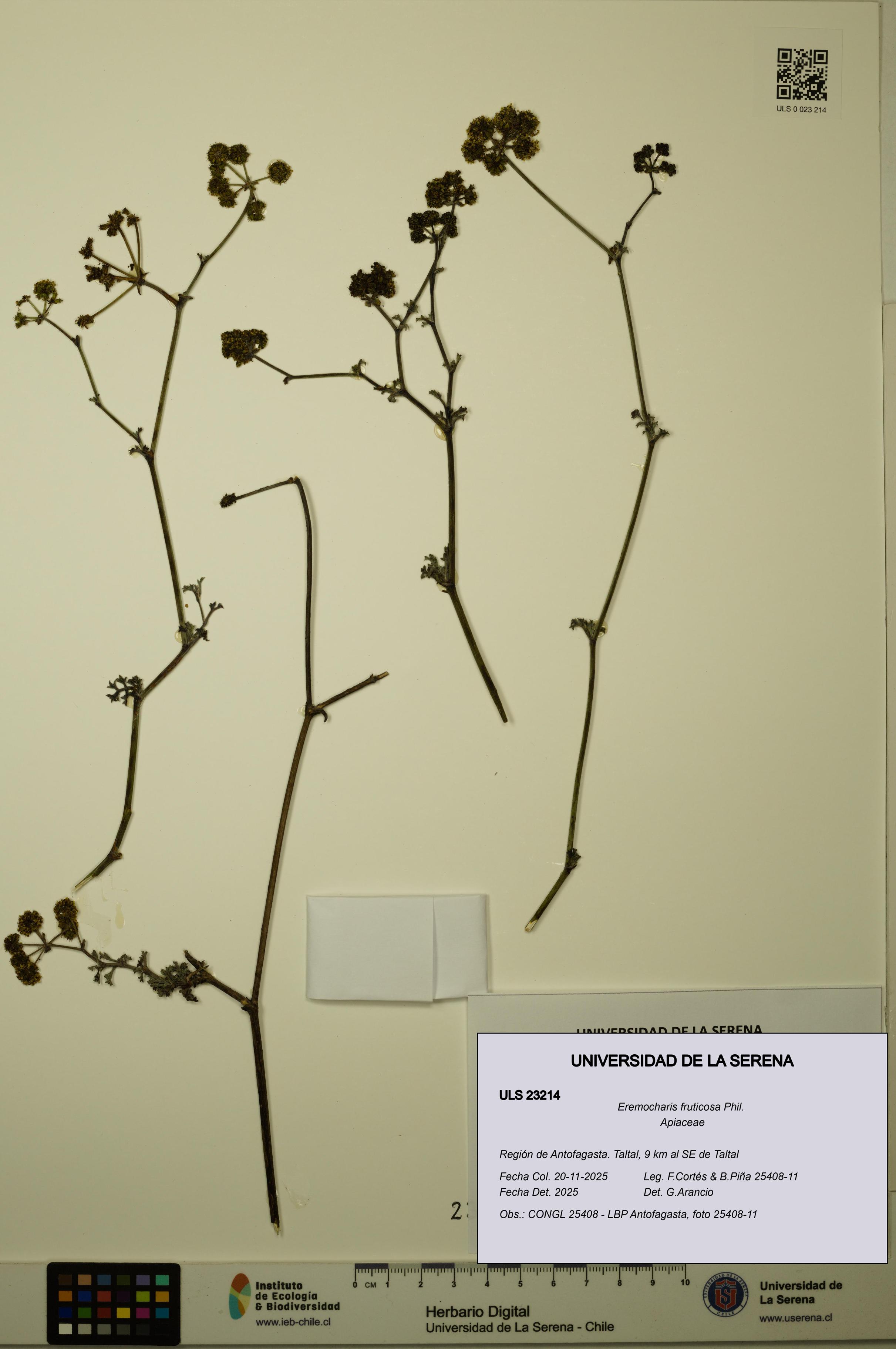 Eremocharis fruticosa [Espécimen: ]