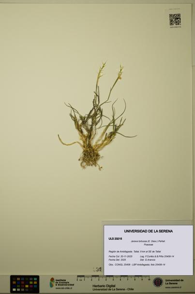 Jarava tortuosa [Espécimen: ULS:ULS:0023215]