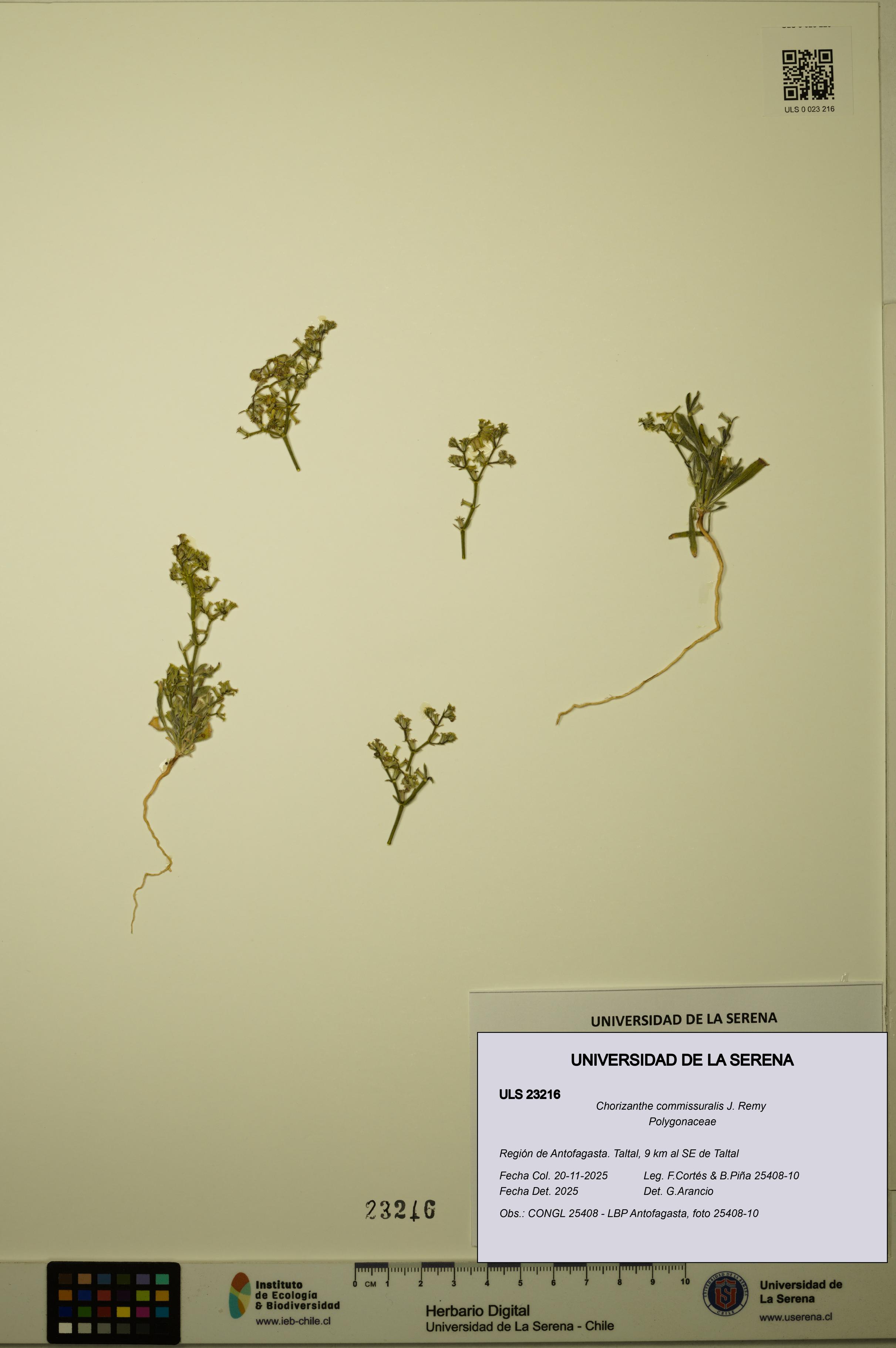 Chorizanthe commissuralis [Espécimen: ULS:ULS:0023216]