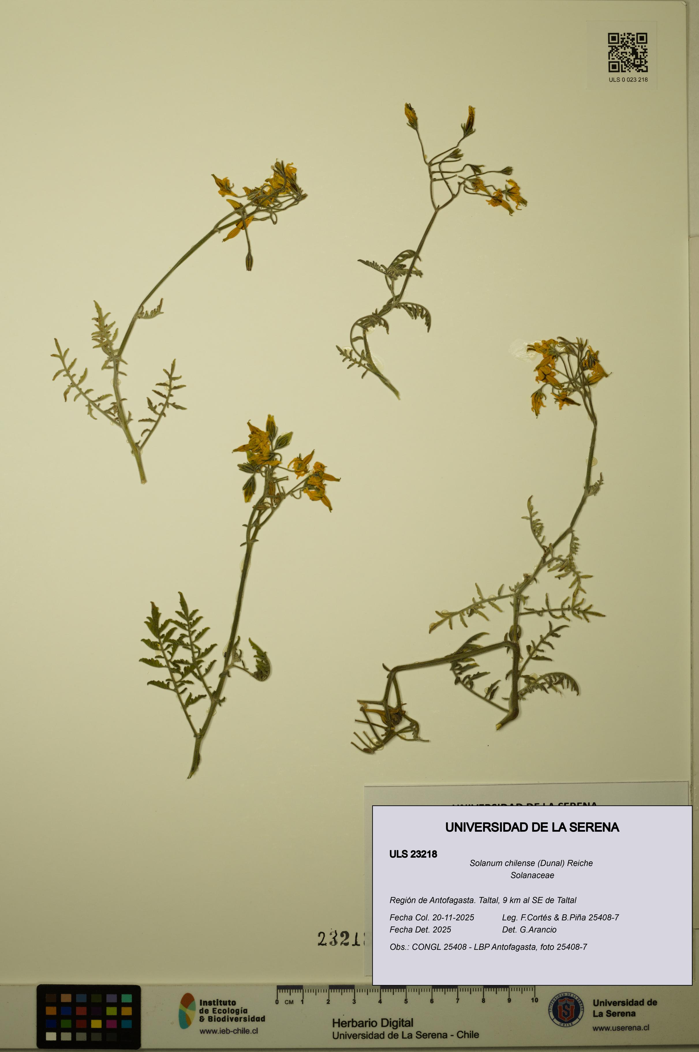 Solanum chilense [Espécimen: ULS:ULS:0023218]