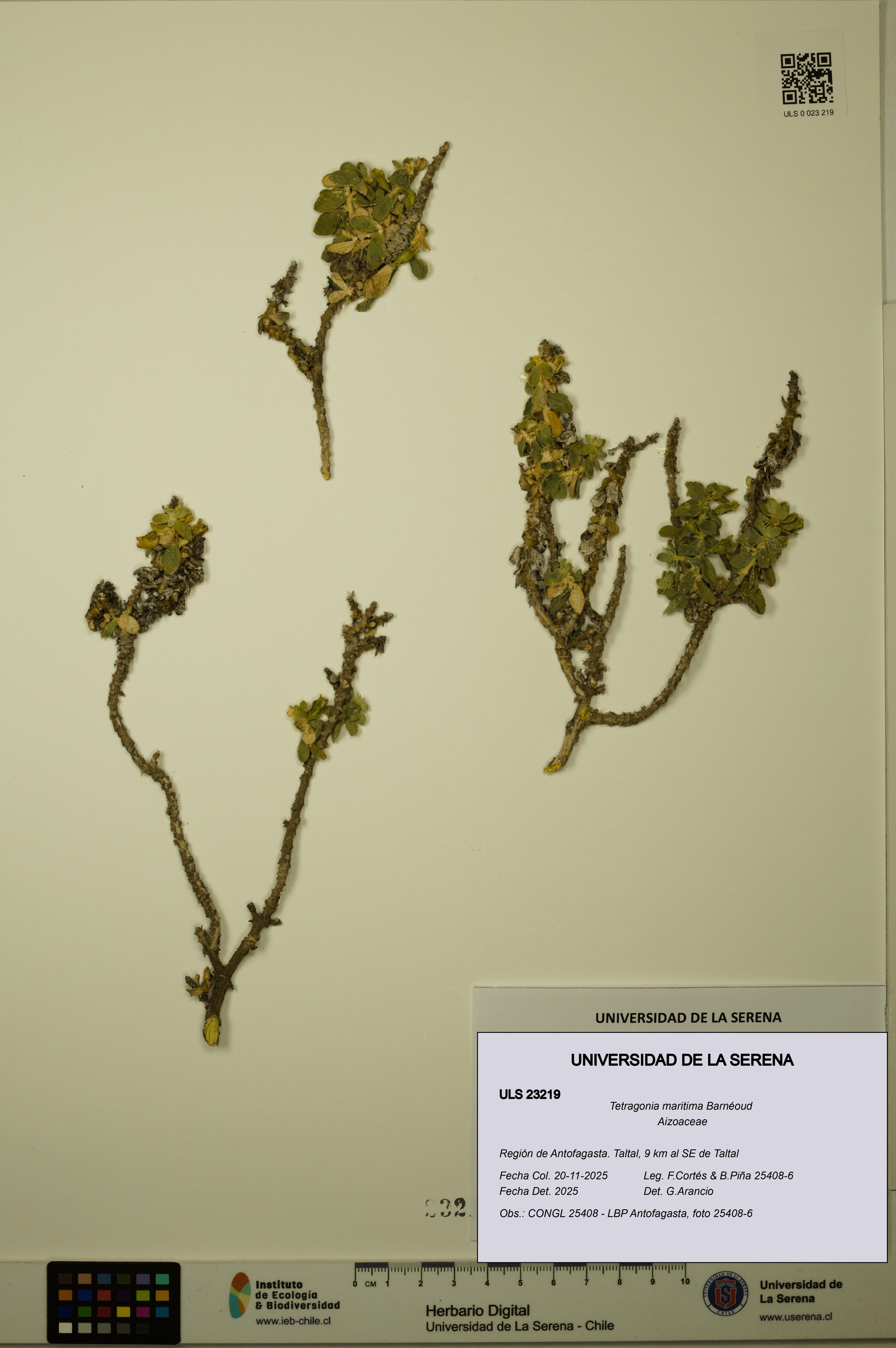 Tetragonia maritima [Espécimen: ULS:ULS:0023219]
