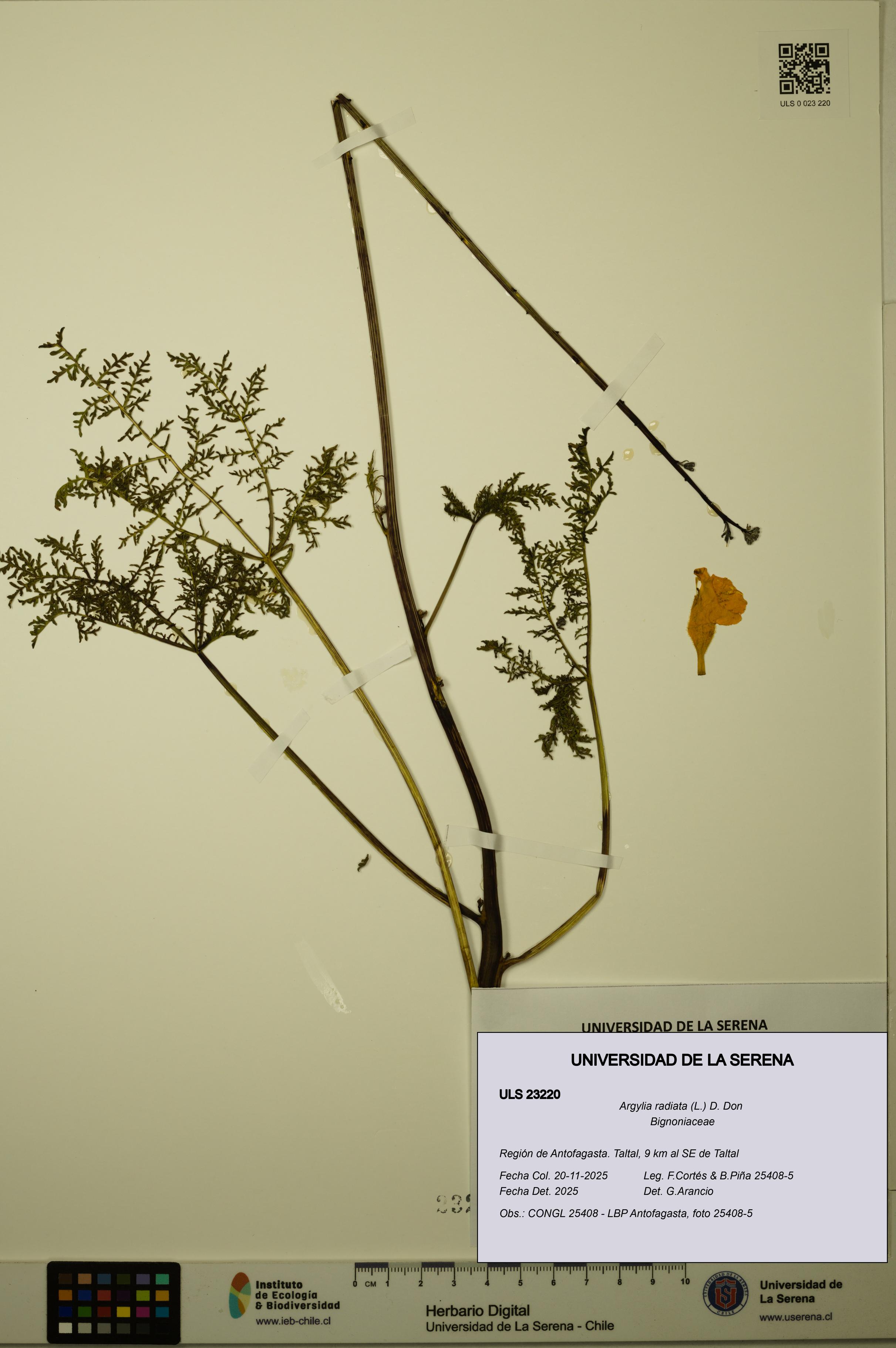 Argylia radiata [Espécimen: ULS:ULS:0023220]