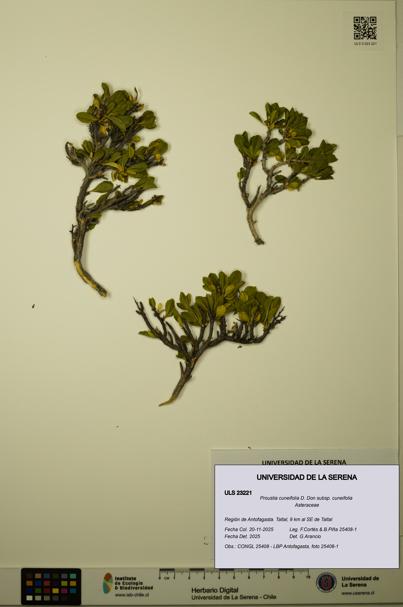 Proustia cuneifolia subsp. cuneifolia [Espécimen: ULS:ULS:0023221]