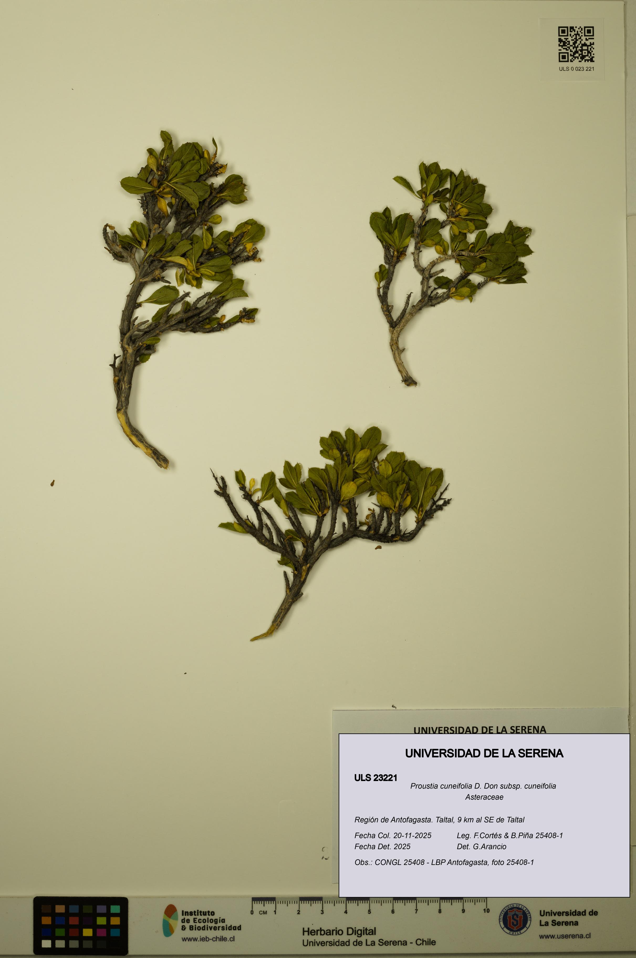 Proustia cuneifolia subsp. cuneifolia [Espécimen: ULS:ULS:0023221]
