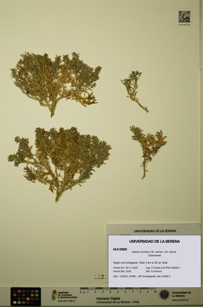 Nolana clivicola [Espécimen: ULS:ULS:0023222]