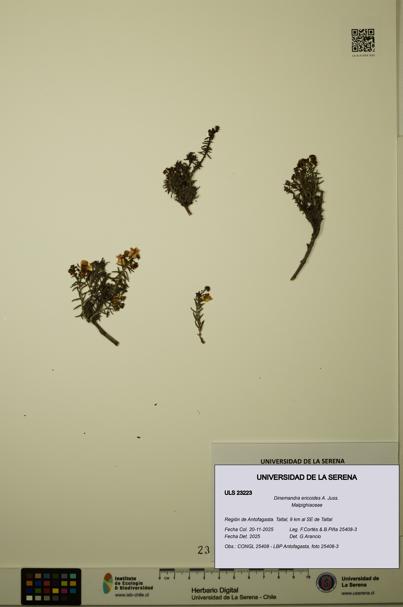Dinemandra ericoides [Espécimen: ULS:ULS:0023223]