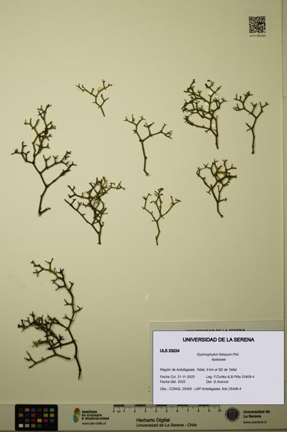 Gymnophyton foliosum [Espécimen: ULS:ULS:0023224]