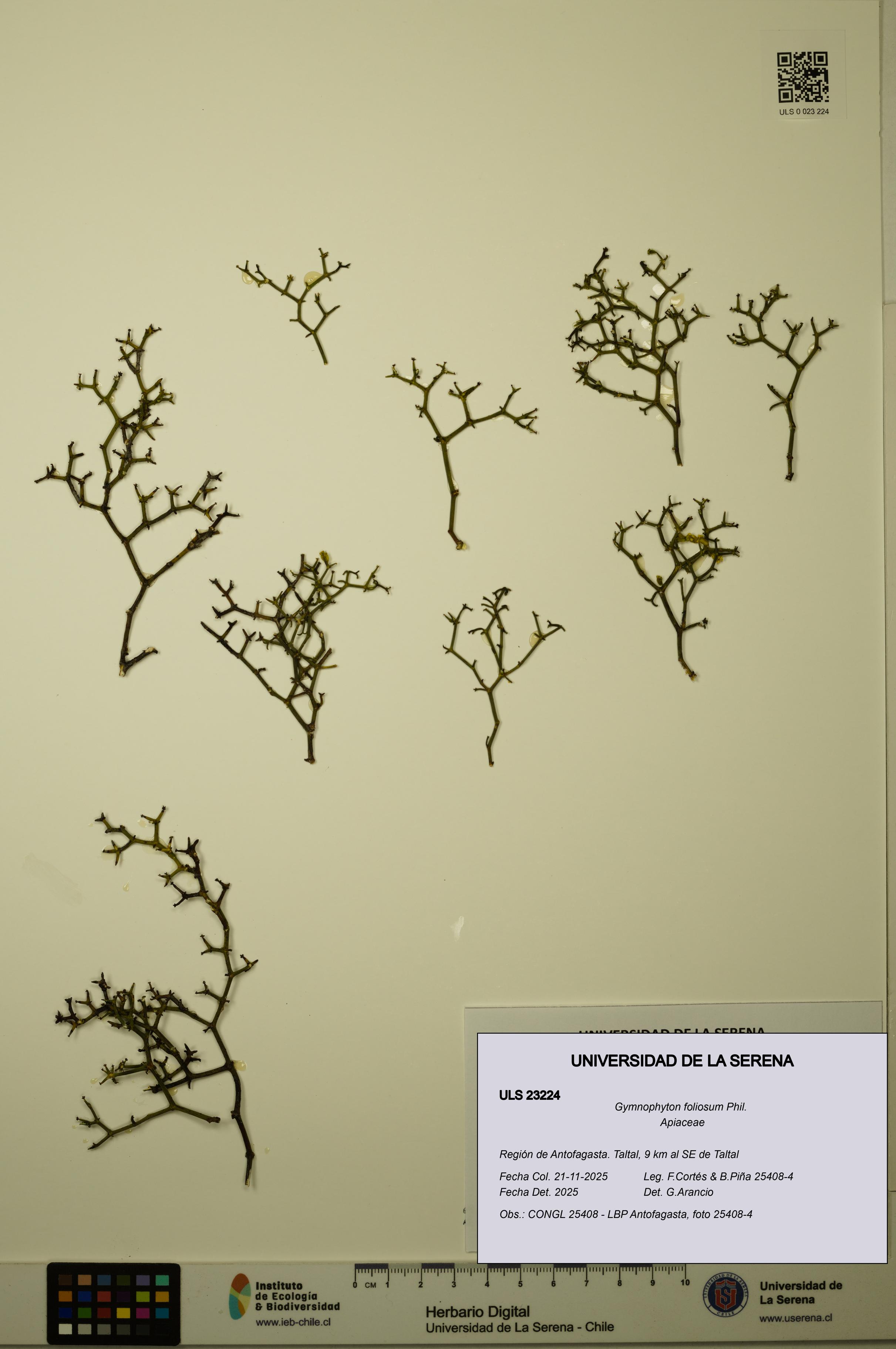 Gymnophyton foliosum [Espécimen: ULS:ULS:0023224]