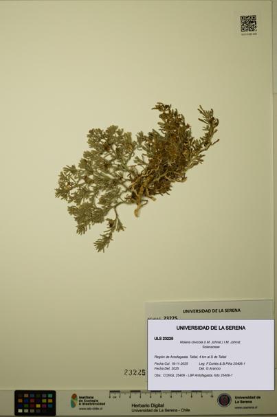 Nolana clivicola [Espécimen: ULS:ULS:0023225]