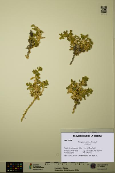 Tetragonia maritima [Espécimen: ULS:ULS:0023227]
