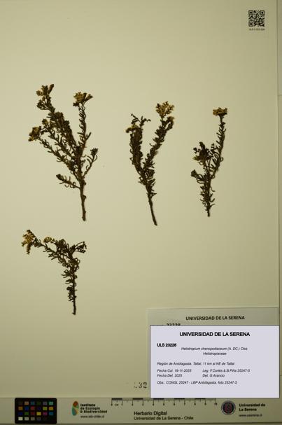Heliotropium chenopodiaceum [Espécimen: ULS:ULS:0023228]