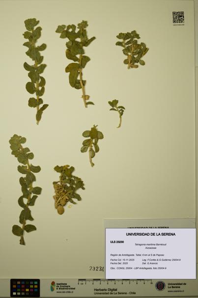 Tetragonia maritima [Espécimen: ULS:ULS:0023230]
