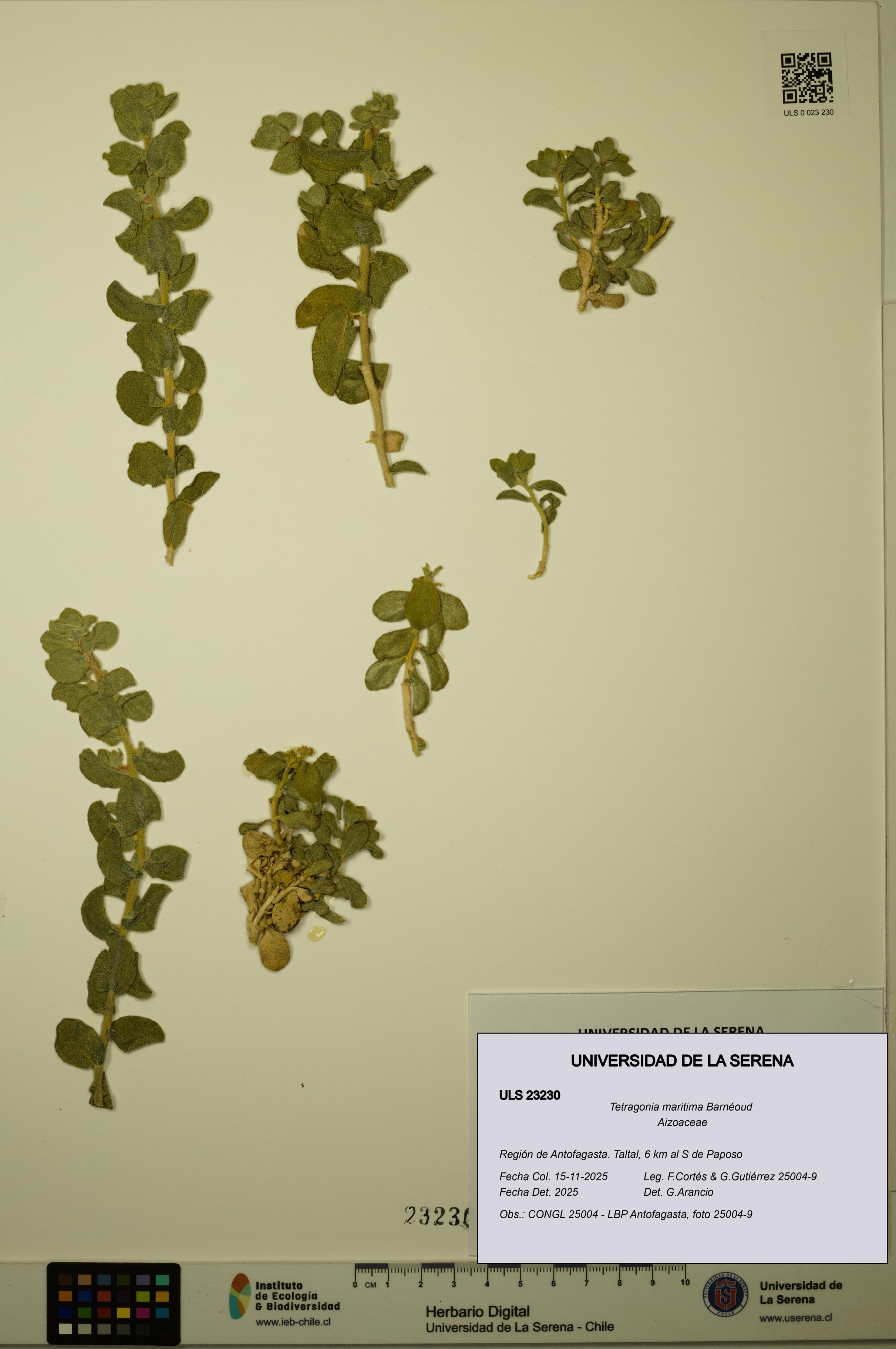 Tetragonia maritima [Espécimen: ULS:ULS:0023230]